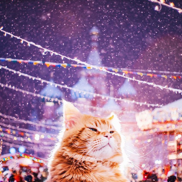 Śmieszne zdjecia kotów - Kristina Makeeva - zdjęcie 3