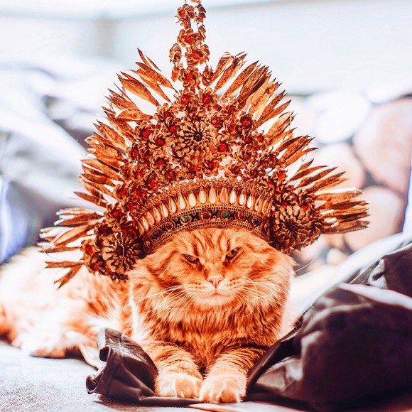 Śmieszne zdjecia kotów - Kristina Makeeva - zdjęcie 7