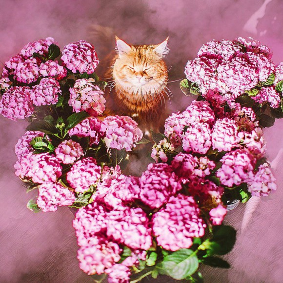 Śmieszne zdjecia kotów - Kristina Makeeva - zdjęcie 8