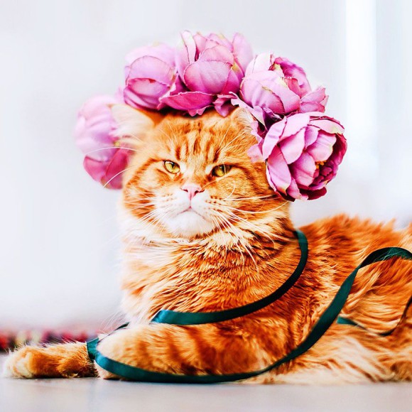 Śmieszne zdjecia kotów - Kristina Makeeva - zdjęcie 9