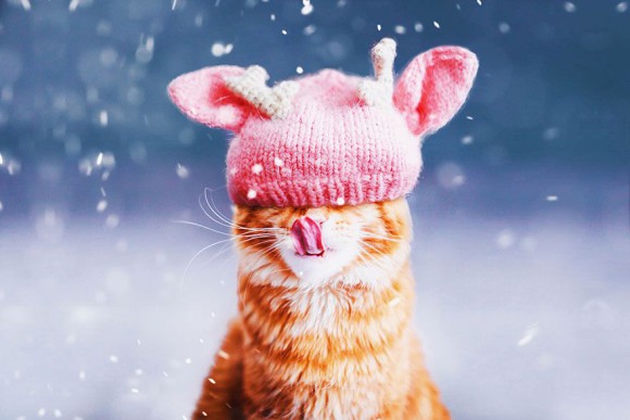 Śmieszne zdjecia kotów - Kristina Makeeva - zdjęcie 10