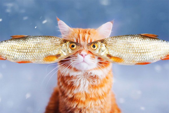 Śmieszne zdjecia kotów - Kristina Makeeva - zdjęcie 11