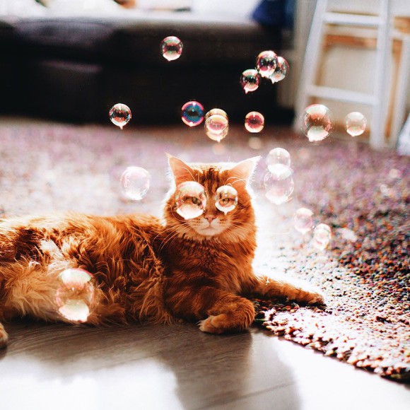 Śmieszne zdjecia kotów - Kristina Makeeva - zdjęcie 4